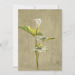 Calla-Lilie von Fidelia Bridges Einladung