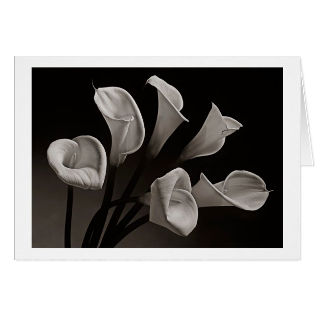 Calla-Lilien (Vorderseite (Horizontal))