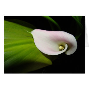 Calla-Lilien-Blumen-Karte