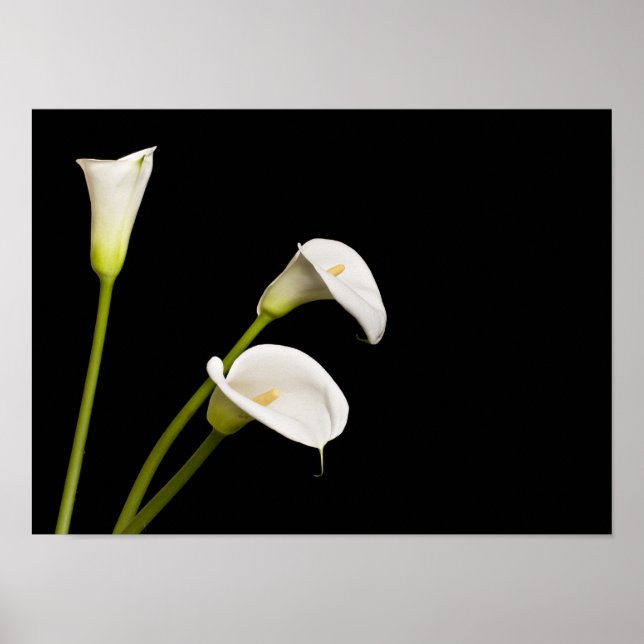Calla-Lilien drucken Poster (Vorne)