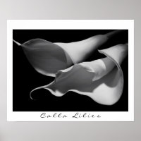 Calla Lilies in B&W