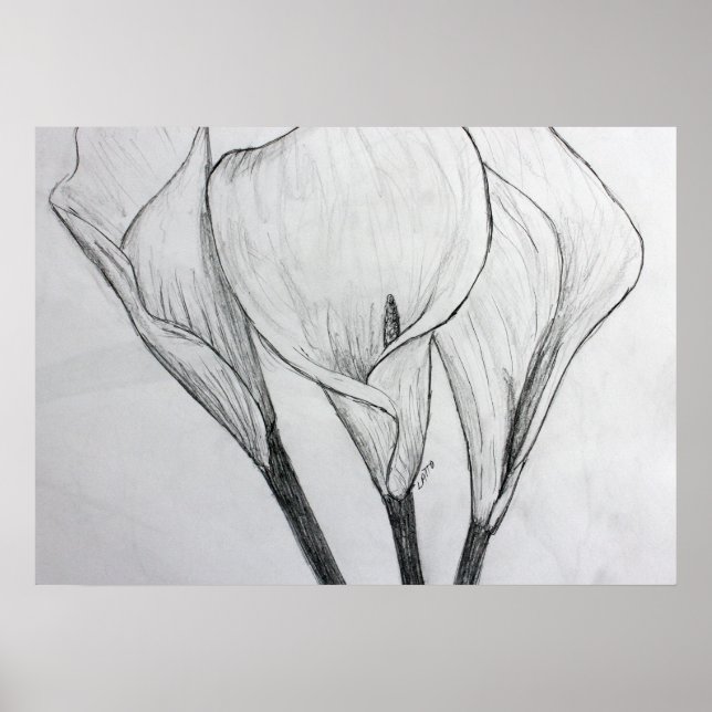 Calla Lilies Pencil Sketch Zeichnend Kunstdruckere Poster (Vorne)