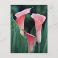 Calla Lilies Pink Blume