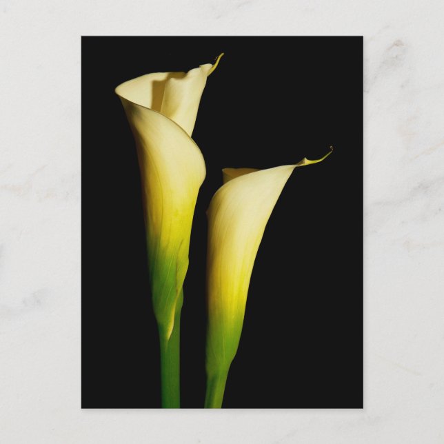 Calla Lilies Postkarte (Vorderseite)