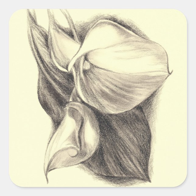 Calla Lilies Zeichnend Quadratischer Aufkleber (Vorderseite)