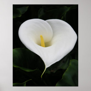 Calla Lilly Poster
