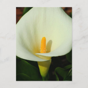 Calla Lilly Postkarte