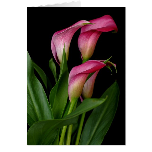 Calla Lily (Devant)
