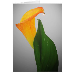 Calla Lily