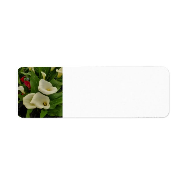 Calla lily (Vorne)