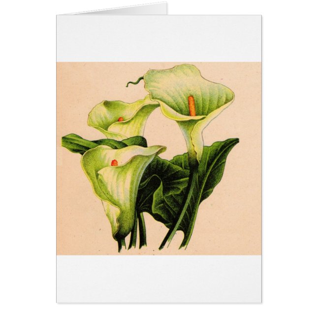 calla lily (Devant)