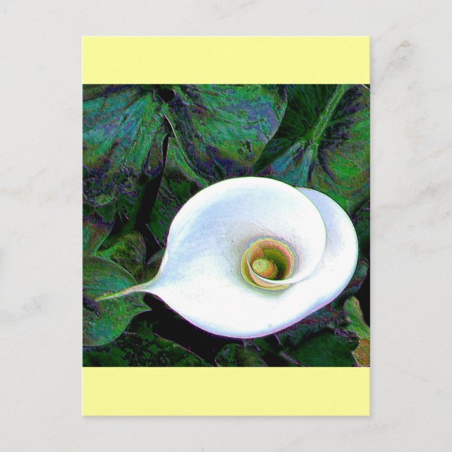 Calla Lily 2011 Postkarte (Vorderseite)