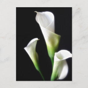 Calla Lily 3 Postkarte