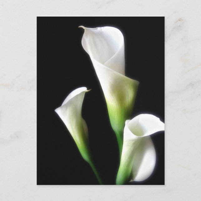 Calla Lily 3 Postkarte (Vorderseite)