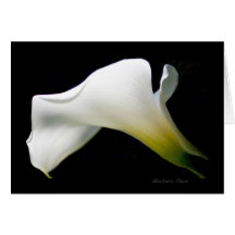 Calla Lily - avec grâce et style* :
