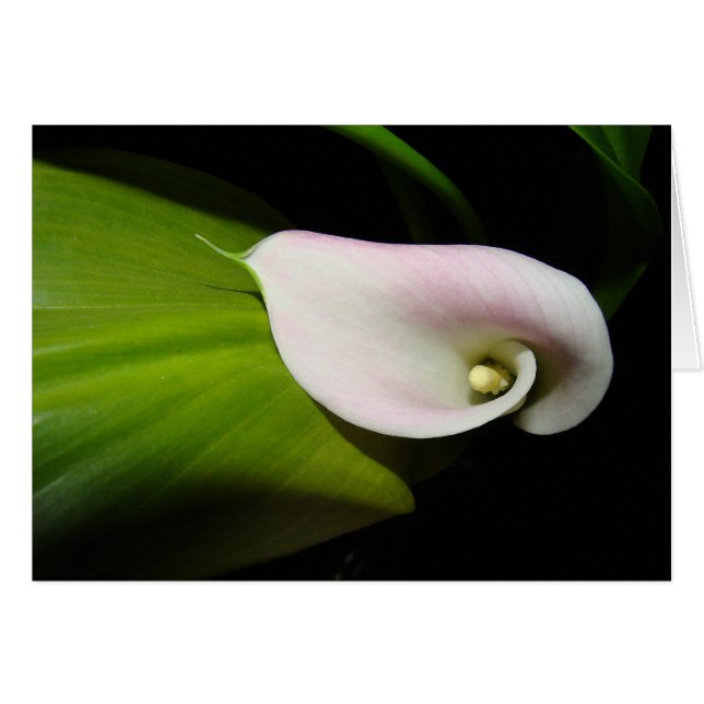 Calla Lily Blume Card (Vorderseite (Horizontal))