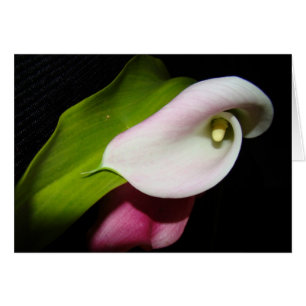 Calla Lily Blume Card