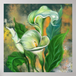 Calla Lily Blume Poster Malerei