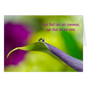 Calla Lily gouttelette d'eau