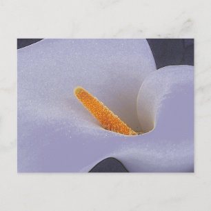 Calla Lily Illustration Art Sammelpostkarten Postkarte