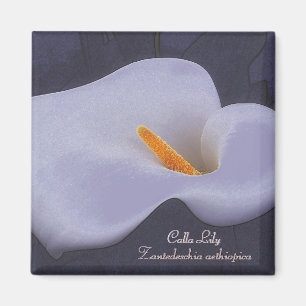 Calla Lily Illustration Kühlschrankmagnet