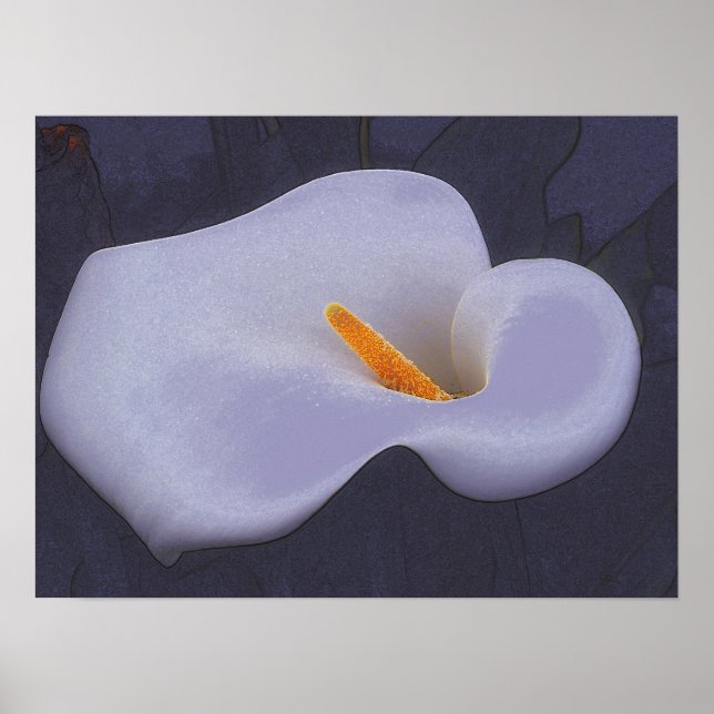 Calla Lily Illustration Poster Art (Vorne)