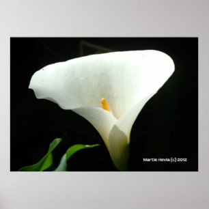 Calla Lily in Black Poster