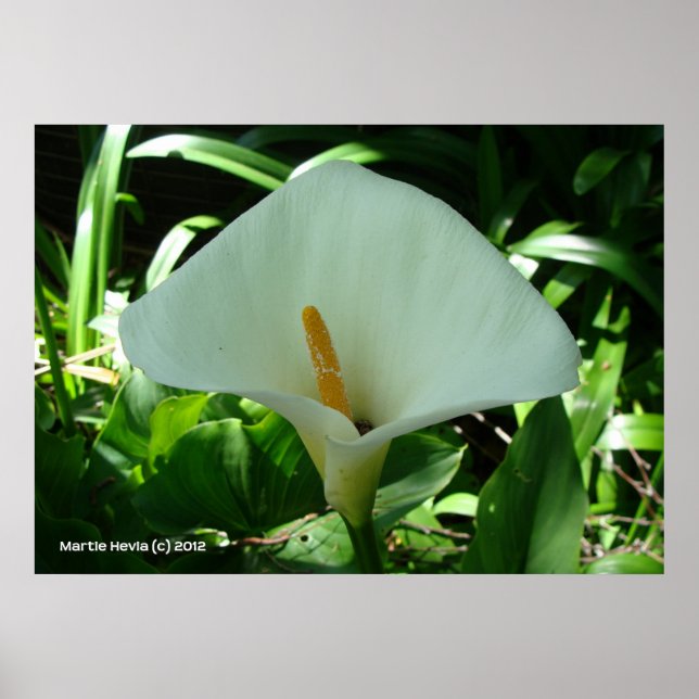 Calla Lily in Green Poster (Vorne)