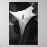 Calla Lily in Schwarz und Weiß
