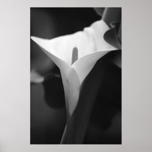 Calla Lily in Schwarz und Weiß Poster