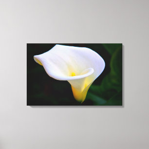 Calla Lily Leinwanddruck