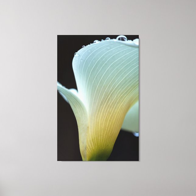 Calla Lily Leinwanddruck (Vorderseite)