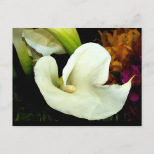 Calla Lily Postcard Postkarte