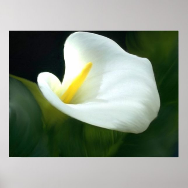 Calla Lily Print Poster (Vorne)