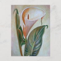 Calla Lily Schöne botanische Kunst