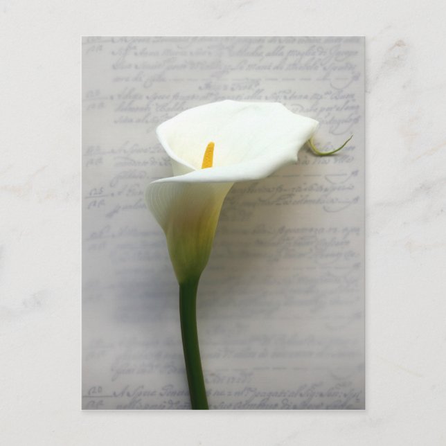 calla lily sur carte postale ancienne (Devant)