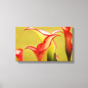 Calla Lily Wall Art Leinwanddruck