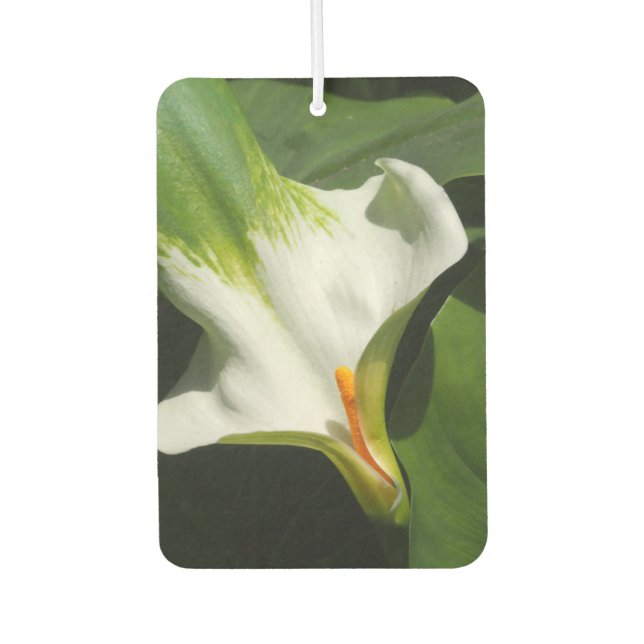 Calla Lily, Zantedeschia Autolufterfrischer (Vorderseite)