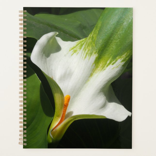 Calla Lily, Zantedeschia Planer (Vorderseite)