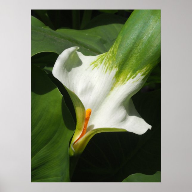 Calla Lily, Zantedeschia Poster (Vorne)