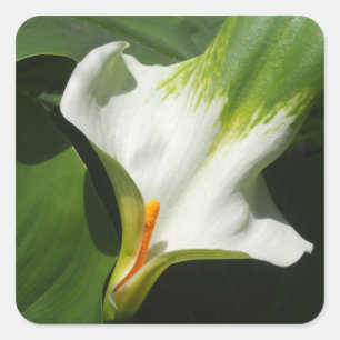 Calla Lily, Zantedeschia Quadratischer Aufkleber