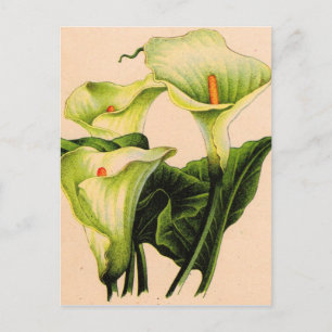 Calla lis postkarte