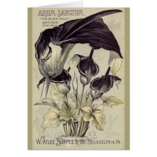 Calla noire vintage Lillies