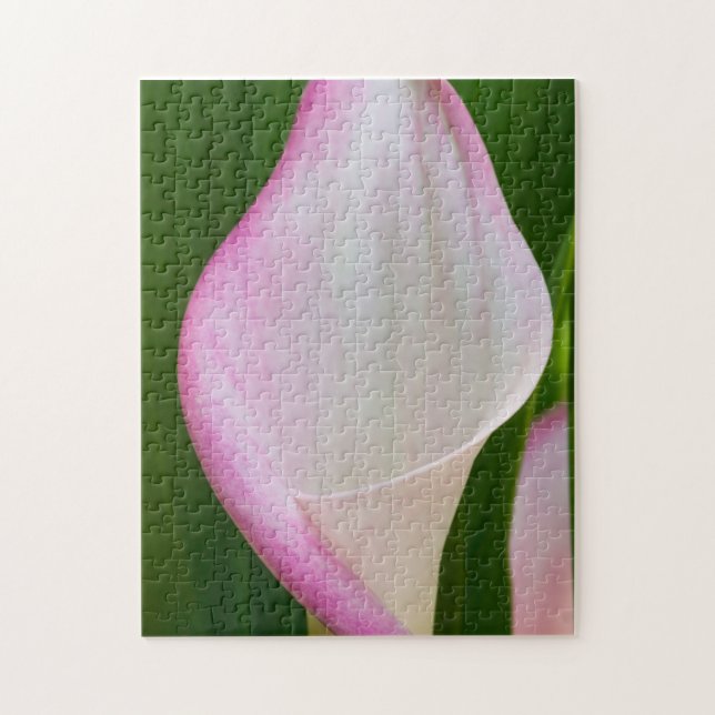 Calla Pano (Vertikal)