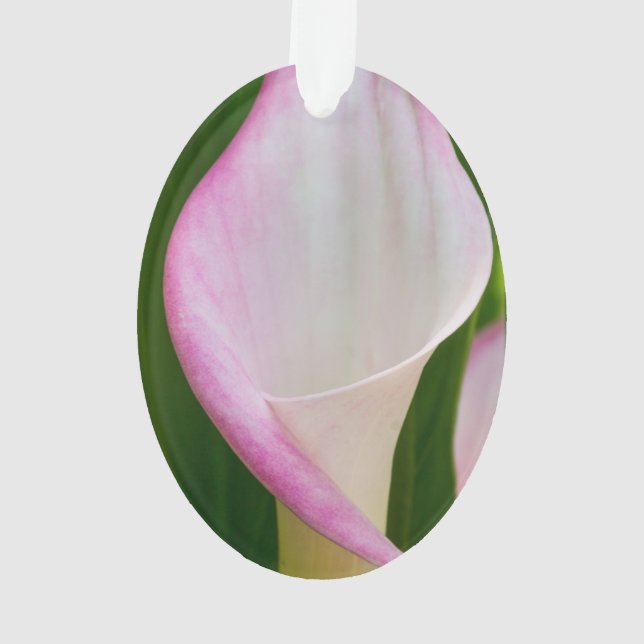 Calla Pano Ornament (Rückseite)