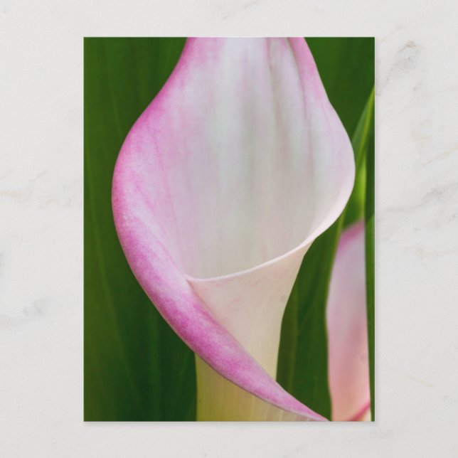 Calla Pano Postkarte (Vorderseite)