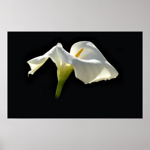 Calla Poster