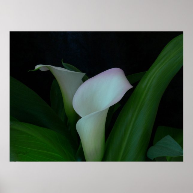 Calla Poster (Vorne)