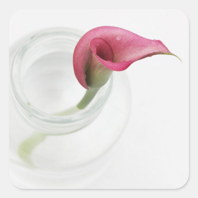 Calla Quadratischer Aufkleber (Vorderseite)