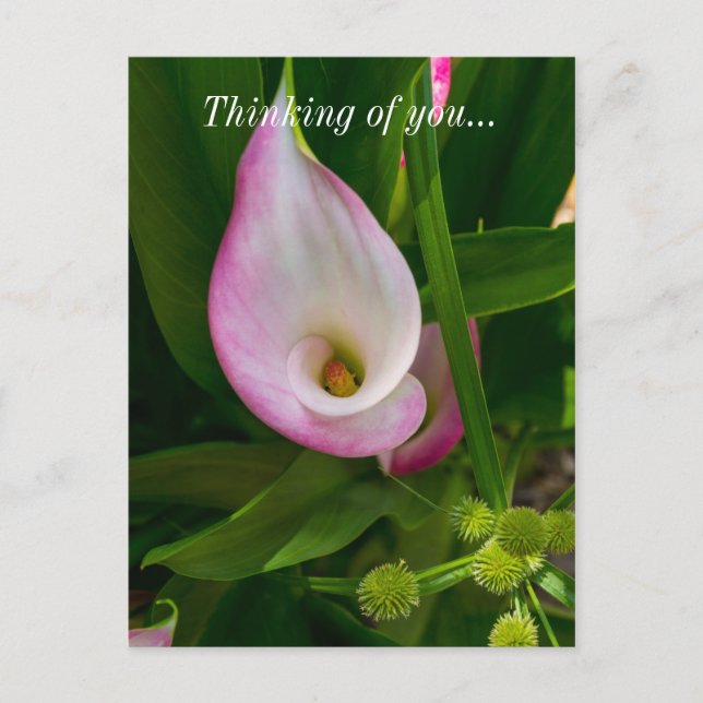 Calla Roll Denken Sie an Sie Postkarte (Vorderseite)